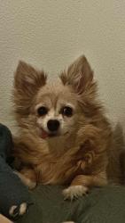 Reunited Female Dog last seen UNLV , Paradise, NV 89119