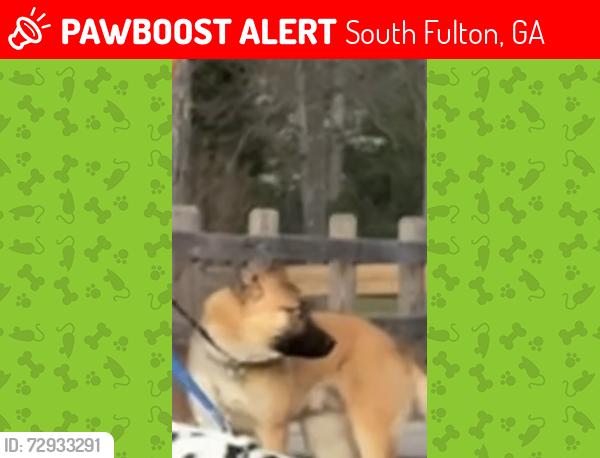 Lost Male Dog last seen Camp creek park way , South Fulton, GA 30331