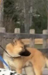Lost Male Dog last seen Camp creek park way , South Fulton, GA 30331