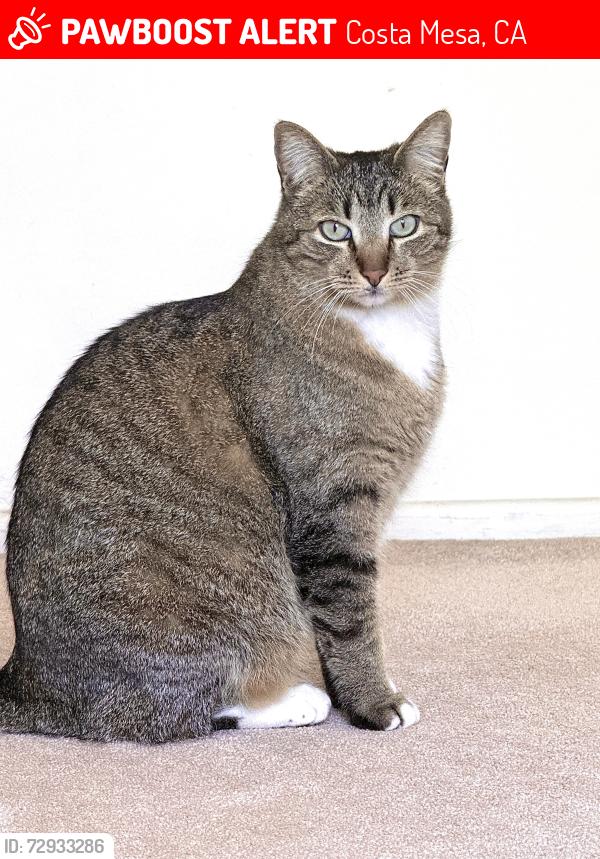 Lost Female Cat last seen 23rd and Santa Ana, Costa Mesa, CA 92627