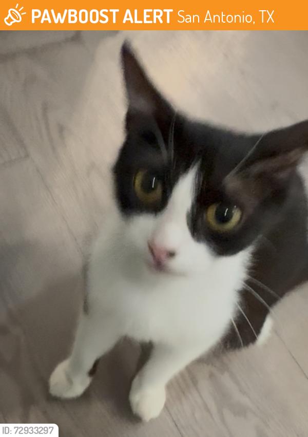 Found/Stray Unknown Cat last seen Whataburger near utsa, San Antonio, TX 78256
