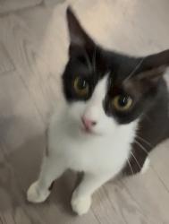 Found/Stray Unknown Cat last seen Whataburger near utsa, San Antonio, TX 78256