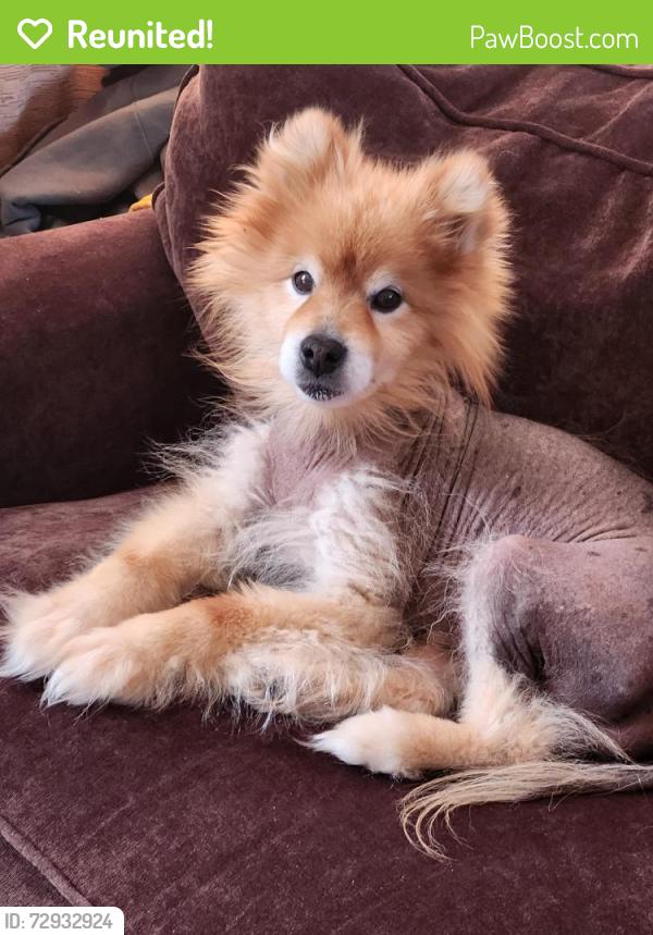 Reunited Male Dog last seen Outer drive meets grand river, Detroit, MI 48223