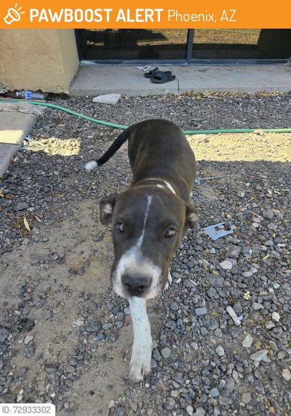 Found/Stray Female Dog last seen 10th Ave & Baseline Rd , Phoenix, AZ 85042