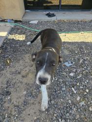 Found/Stray Female Dog last seen 10th Ave & Baseline Rd , Phoenix, AZ 85042