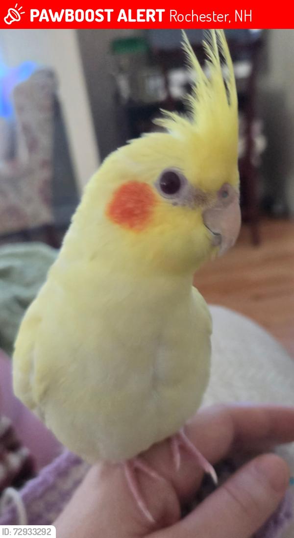 Lost Unknown Bird last seen Mcduffee and Beauview Street , Rochester, NH 03867