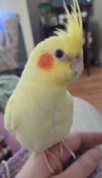 Lost Unknown Bird last seen Mcduffee and Beauview Street , Rochester, NH 03867