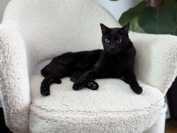 Reunited Male Cat last seen Indoor cat escaped, has small white patch on chest, Los Angeles, CA 91402