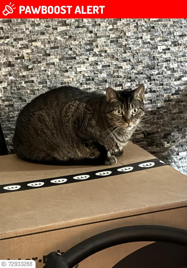Lost Female Cat last seen The Grove, Canal Winchester, OH 43110