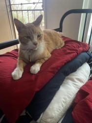 Lost Male Cat last seen Sierra park apmts on L street, Chula Vista, CA 91911