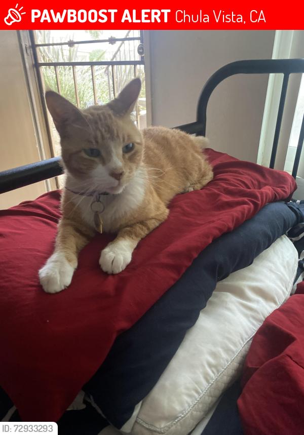 Lost Male Cat last seen Sierra park apmts on L street, Chula Vista, CA 91911