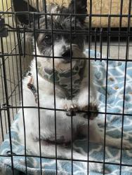 Found/Stray Female Dog last seen Sweet girl found on tyler st, Spring Valley, CA 91977