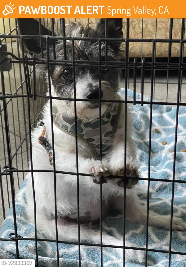 Found/Stray Female Dog last seen Sweet girl found on tyler st, Spring Valley, CA 91977