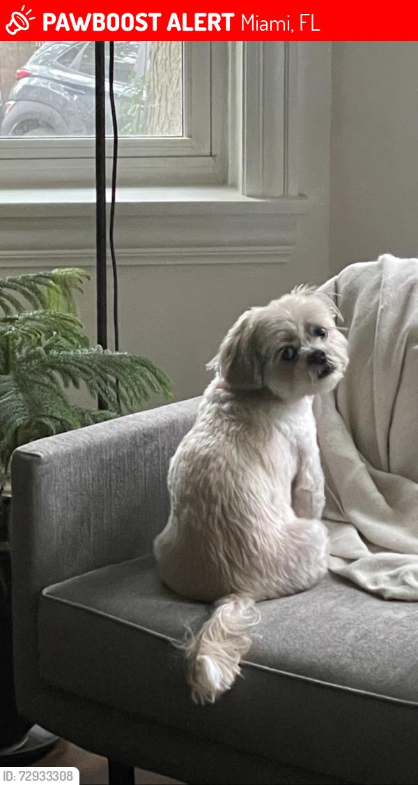 Lost Male Dog last seen San simeon and 206th street, Miami, FL 33179