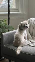 Lost Male Dog last seen San simeon and 206th street, Miami, FL 33179