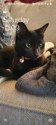 Reunited Male Cat last seen Wabash way and Union st Roseville ca, Roseville, CA 95678