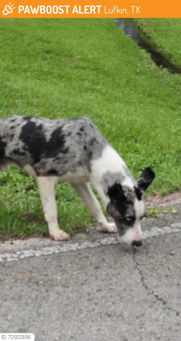 Found/Stray Male Dog last seen Whitehouse Tulane , Lufkin, TX 75901
