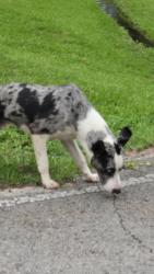 Found/Stray Male Dog last seen Whitehouse Tulane , Lufkin, TX 75901