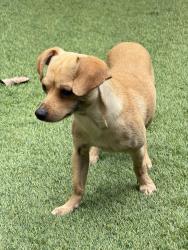 Reunited Male Dog last seen MKT, Houston, TX 77007