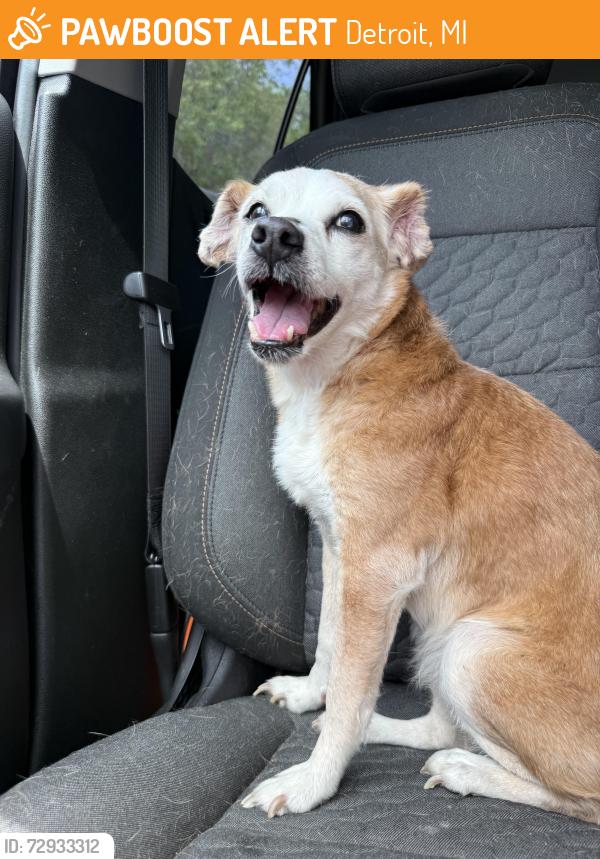 Found/Stray Female Dog last seen Hazelton and Ridge, Detroit, MI 48226