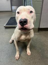 Shelter Stray Male Dog last seen Near BLOCK GRIBBIN CT, Jacksonville, FL 32204