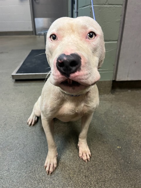 Shelter Stray Male Dog last seen Near BLOCK GRIBBIN CT, Jacksonville, FL 32204