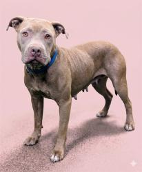 Shelter Stray Female Dog last seen Near BLOCK E 46TH ST, Jacksonville, FL 32204