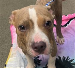 Shelter Stray Male Dog last seen Near BLOCK GRIBBIN CT, Jacksonville, FL 32204