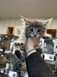 Shelter Stray Female Cat last seen WESTCHESTER CIR, Pearland, TX 77581