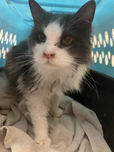 Shelter Stray Female Cat last seen Near BLOCK S AUTUMN GLENN CT, 4522 W 3500 S, West Valley City, UT 84120, USA