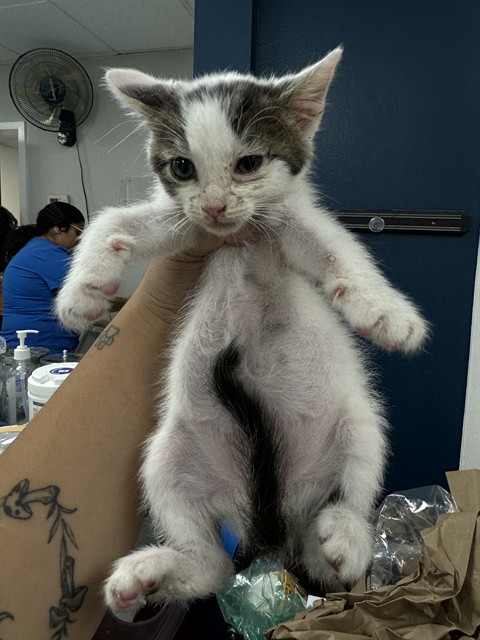 Shelter Stray Male Cat last seen SPRING COLD BAKERSFIELD, Bakersfield, CA 93307