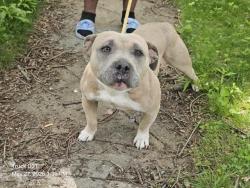 Shelter Stray Female Dog last seen Near BLOCK THATCHER AVE, DETROIT, MI 48219, Detroit, MI 48211