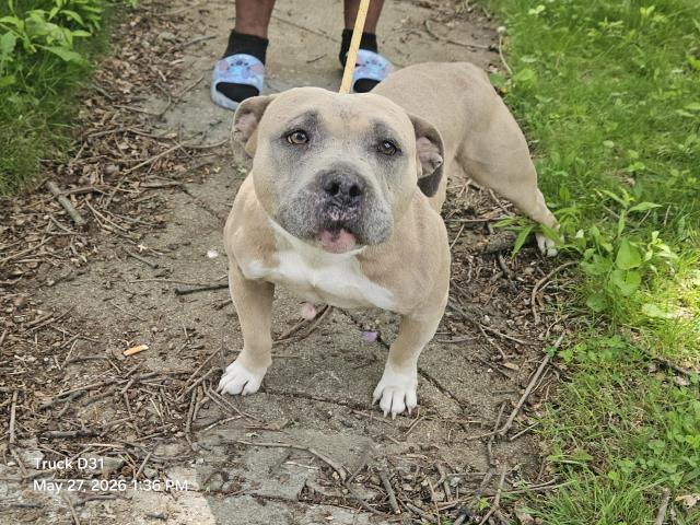Shelter Stray Female Dog last seen Near BLOCK THATCHER AVE, DETROIT, MI 48219, Detroit, MI 48211