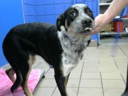 Shelter Stray Male Dog last seen Near BLOCK LOUSIANA BLVD SE, Albuquerque, NM 87112
