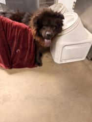 Shelter Stray Male Dog last seen , Los Angeles, CA 91405
