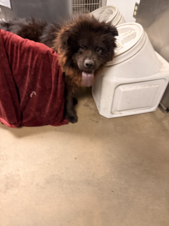 Shelter Stray Male Dog last seen , Los Angeles, CA 91405