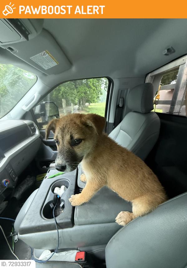 Found/Stray Male Dog last seen Luther road and ne 150th, Oklahoma County, OK 73054