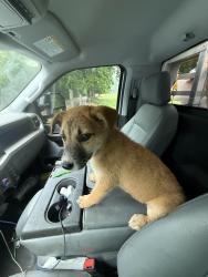 Found/Stray Male Dog last seen Luther road and ne 150th, Oklahoma County, OK 73054