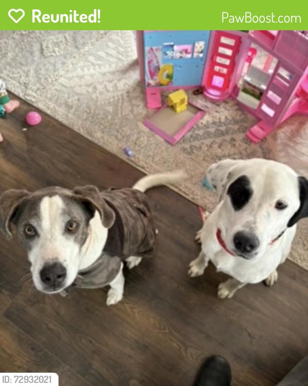 Reunited Male Dog last seen Cedar St & Potter Street , Memphis, MI 48041