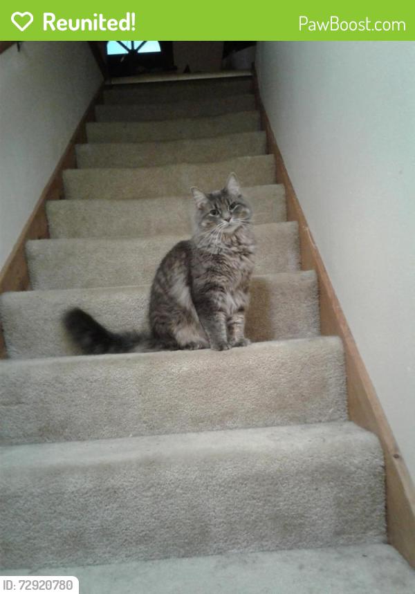 Reunited Male Cat last seen Near Meadow Ln, Pewaukee, WI 53072, Waukesha, WI 53188