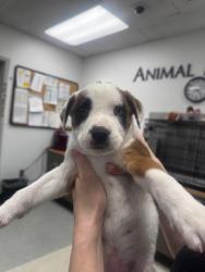 Shelter Stray Male Dog last seen , Los Angeles, CA 91405