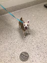 Shelter Stray Female Dog last seen Near BLOCK N LARK ST #188, Brighton, CO 80601