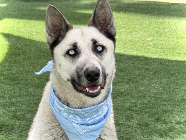 Shelter Stray Male Dog last seen , San Pedro, CA 90731