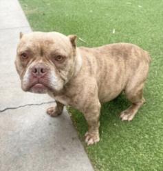 Shelter Stray Female Dog last seen , San Pedro, CA 90731