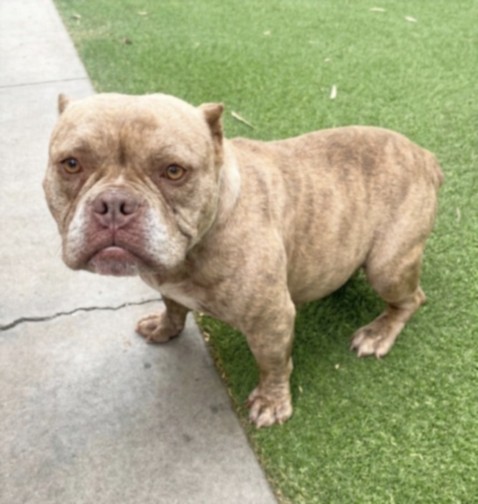 Shelter Stray Female Dog last seen , San Pedro, CA 90731
