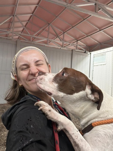 Shelter Stray Female Dog last seen Near BLOCK BOHNE AVE, Watterson Park, KY 40218
