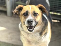 Shelter Stray Female Dog last seen , San Pedro, CA 90731