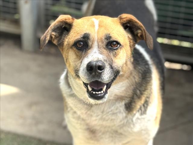 Shelter Stray Female Dog last seen , San Pedro, CA 90731