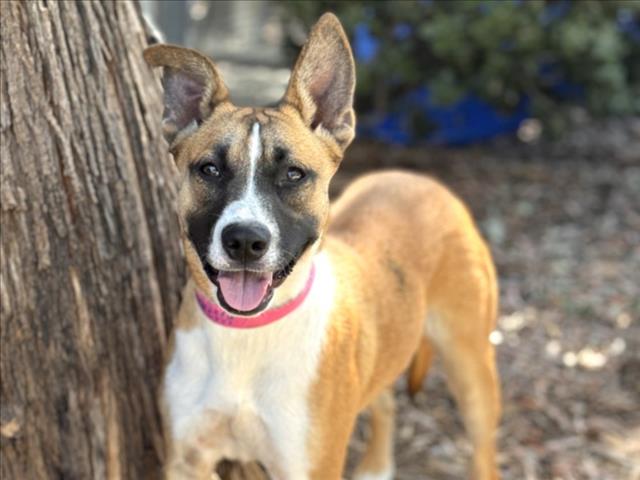 Shelter Stray Female Dog last seen , San Pedro, CA 90731