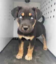 Shelter Stray Male Dog last seen Near BLOCK W LA CADENA DR, RIVERSIDE, CA, Jurupa Valley, CA 92509